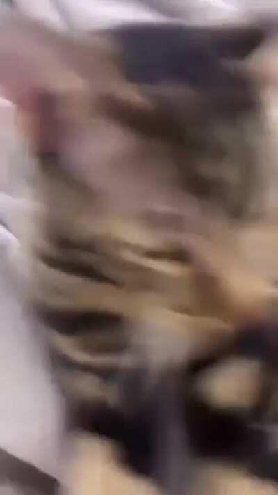 Chase faking sleeping to avoid bathtime