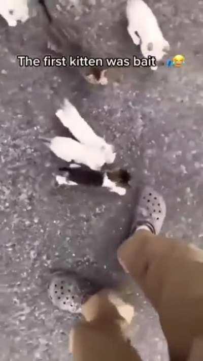 Dude just got baited hard