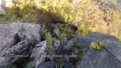 Отбился от медведя