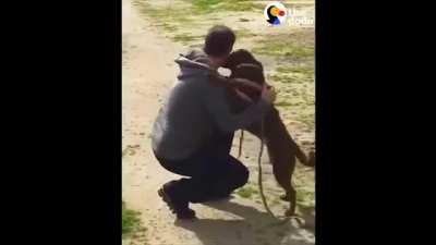 Dog Who’d Been Lost For 2 Years Doesn’t Realize Dad’s Standing Right In Front Of Her.
