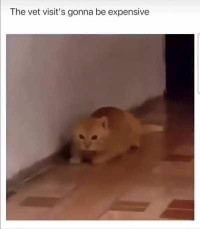 You are the Hollow Knight, you shall seal the blinding light that plagues their dreams