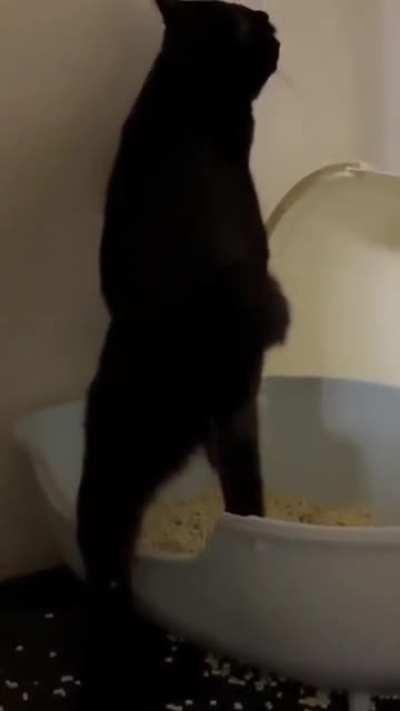 Cat identifies as a USC frat boy