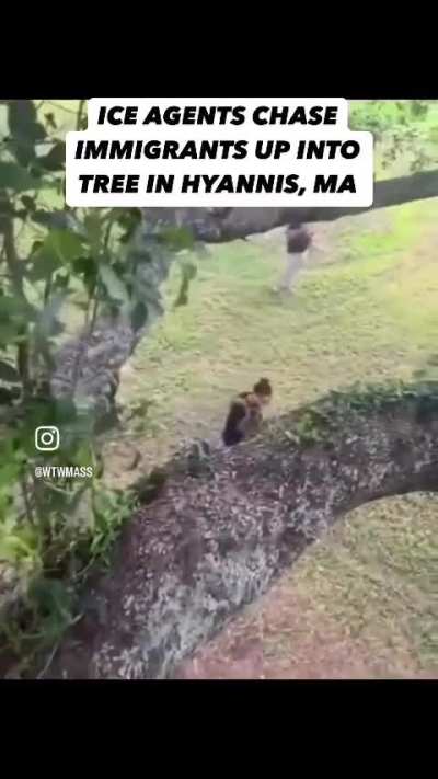 ICE (the gUStapo) chases workers LITERALLY up a tree in Massachusetts..