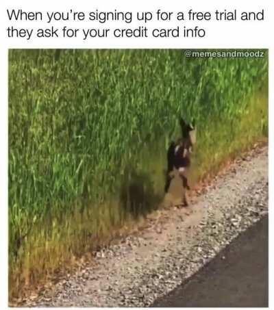 My reaction to free Discord Nitro be like