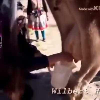 To milk a cow