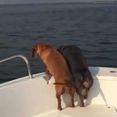 Look at their happiness