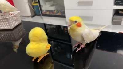 Cockatiel vibing to a new friend