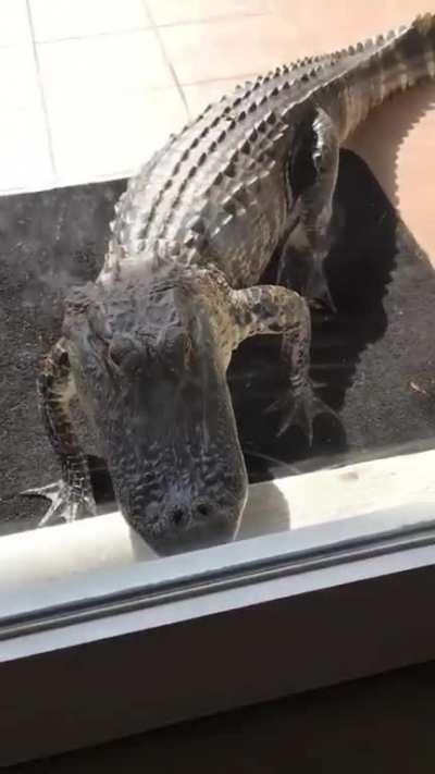 Imagine walking out to grab your Amazon packages and finding thisâ¦