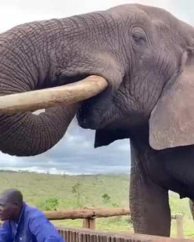 Elefantes conseguem beber água bem rápido