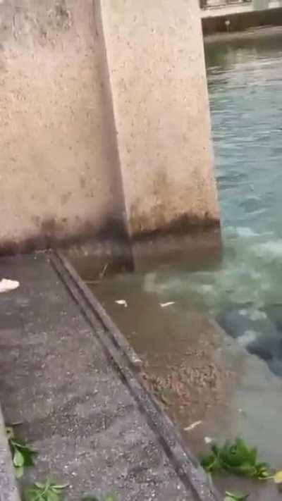 Stealthy monitor lizard sneaks up on fish being fed by a woman but misses out on a feed