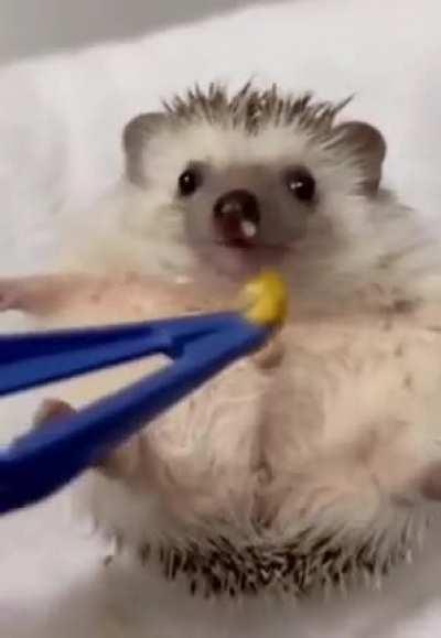 Cute little hedgehog