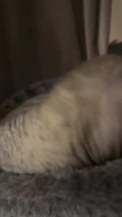 Hammock shrimp activate!