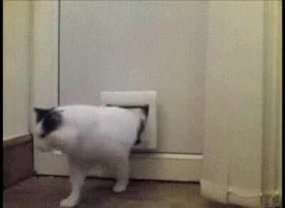 Coming through the cat door