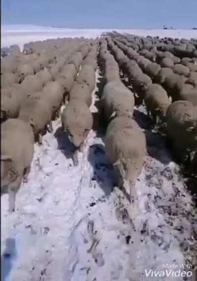 We march for the motherland!