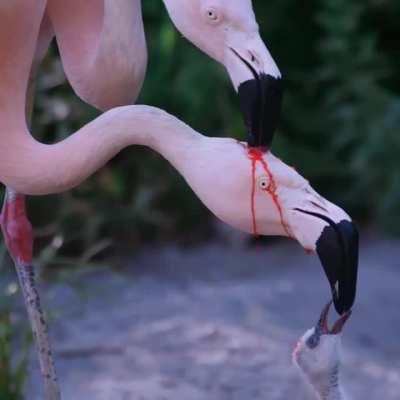 A Flamingo couple feeding its young