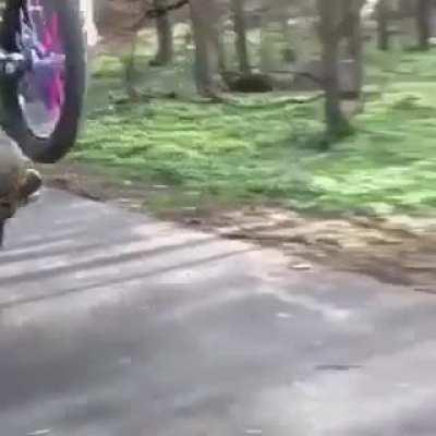 Doing a wheelie with a motorcycle, what could go wrong?