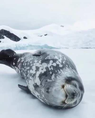 A majestic sea doggo microborking in its sleep <3