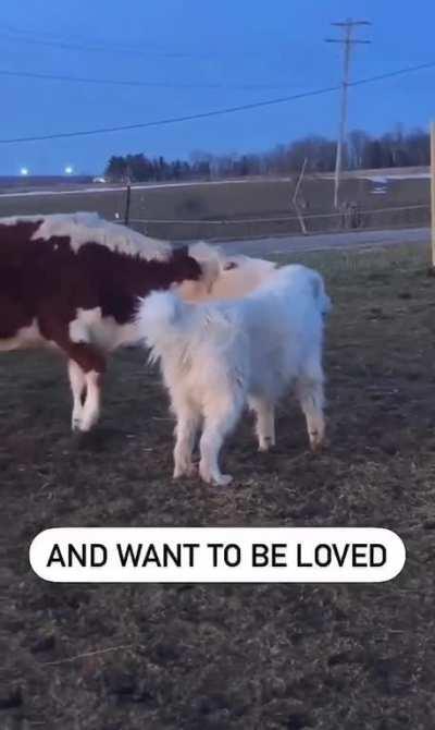 Livestock Guardian Dog Playing with Cow