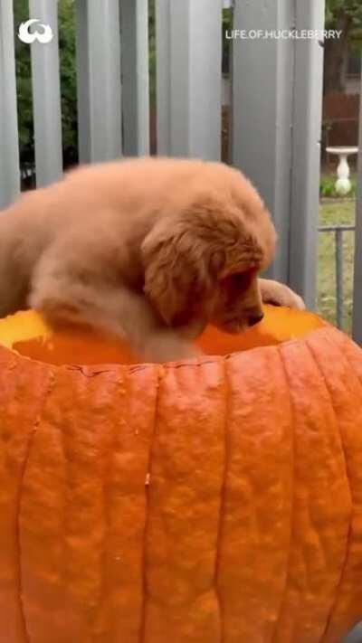 Pumpkin pupper