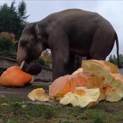 Маленькие слоны или большие тыквы?