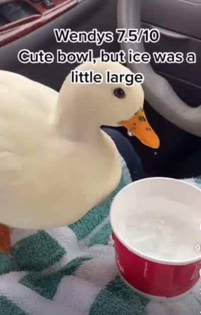 Ducks are the best kind of Hydrohomies