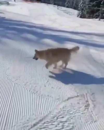 He thinks he is skiing and I suppose he is - he stops better than most skiers I've seen...