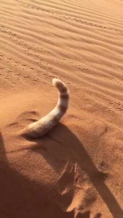 Cat Sahara