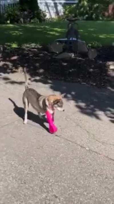 Doggo trying new Prosthetics for the first Time 