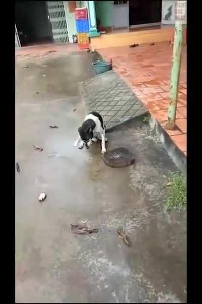 Vietnamese woman chops dog paw off as punishment (dog later saved).