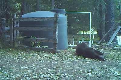 Right In The Bear Necessities