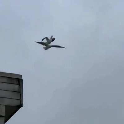 Birds also enjoy an occasional piggy back ride