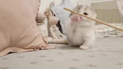 Short Leg Cat !! Cuteness Overloaded