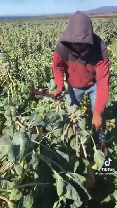 Brussels sprouts harvesting. Impressive precision.