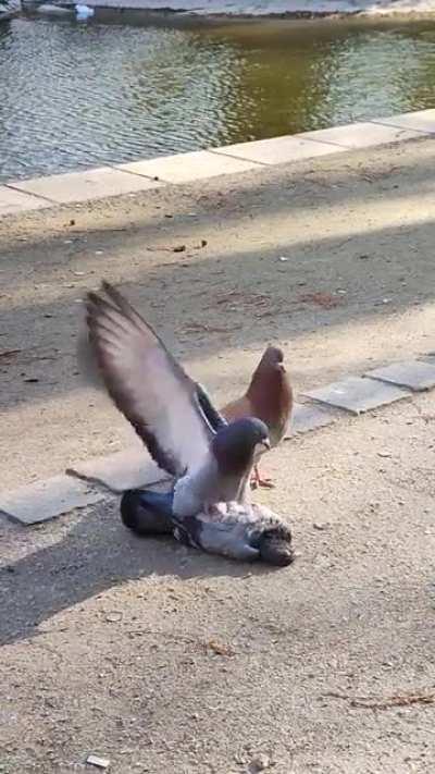 these necrophile pigeons