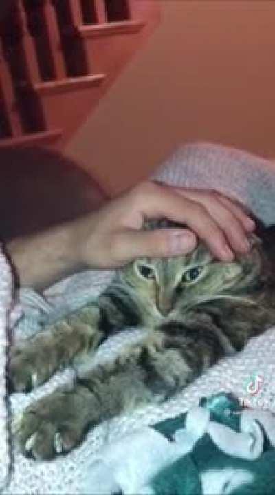 Owner and cat stopped working