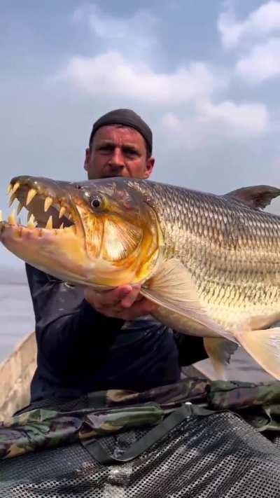 These are the monsters that live in African rivers — big tiger fish. These monsters grow up to 1.5 m, attack people and are afraid only of Nile crocodiles.