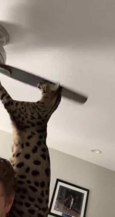 Tell me your cat is weird without saying your cat is weird