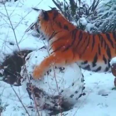 Big kitty enjoying a snowball