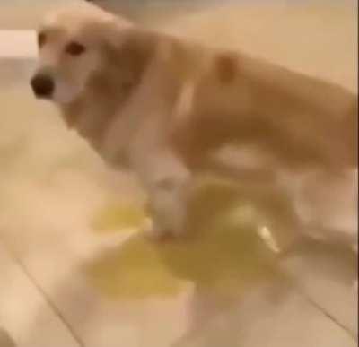 Perro de Valparaíso