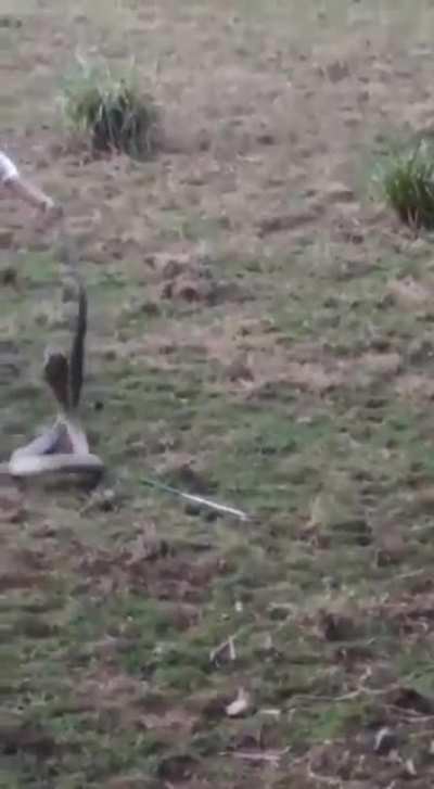 Capturing a King Cobra in Goa, India