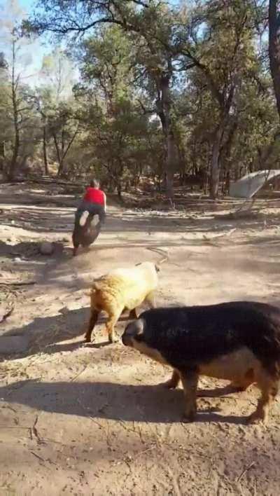 HMB while I hop on this hog
