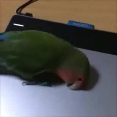 Birb