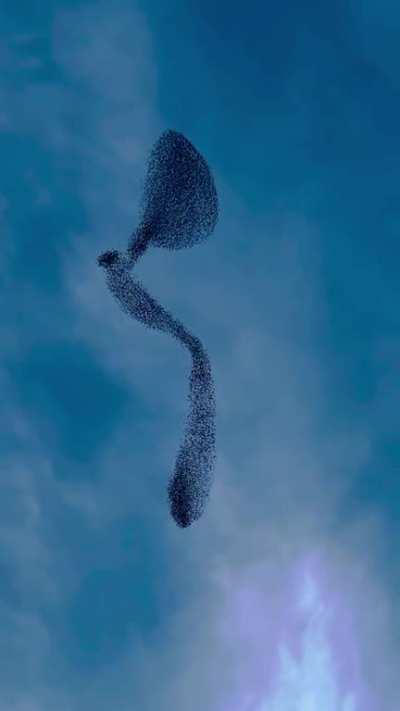 That's some crazy 'murmuration' I've seen!!