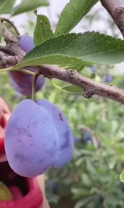 A low hanging fruit due to the warm weather.