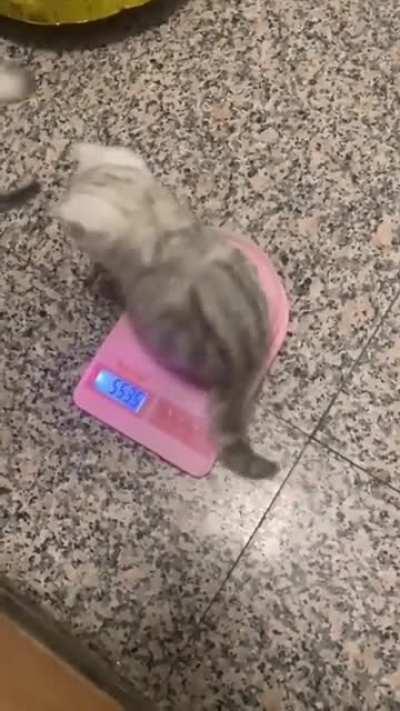 The cutest 550g in the world