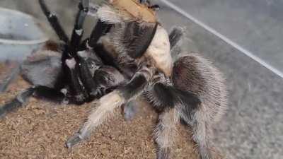 Aphonopelma chalcodes pairing video from last night. Pretty sure he didn't get it in.