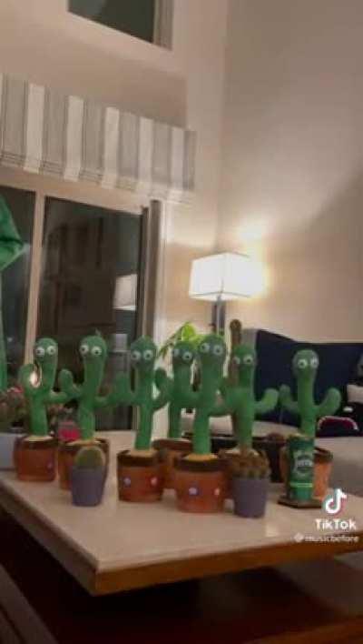cactus got talent.