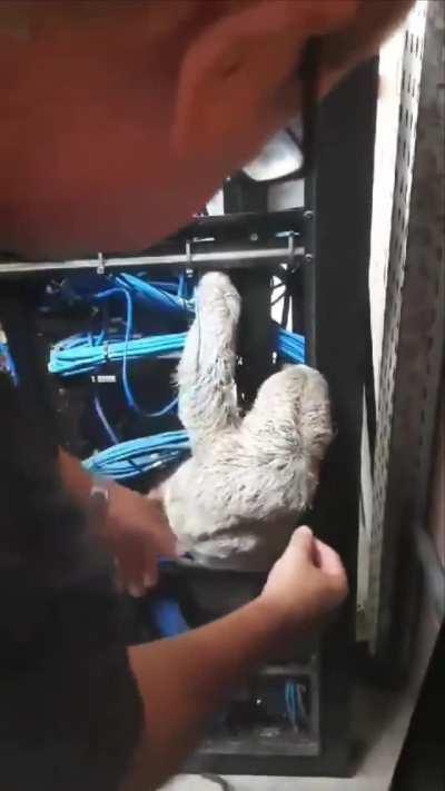 Uma preguiça foi encontrada dormindo dentro de um rack na Universidade Federal da Paraíba (ela gosta de dormir em rede)