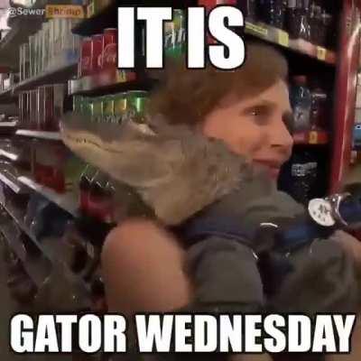 Gator Wednesday