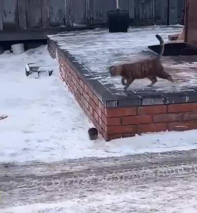 A real hunter, they said. Protect the house from mice, they said =D